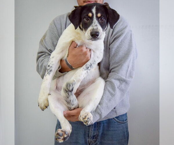 Medium Photo #4 Labrenees Puppy For Sale in Huntley, IL, USA