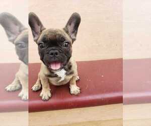 French Bulldog Puppy for sale in GLASSELL, CA, USA