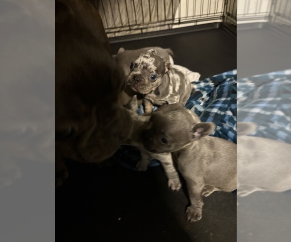 Medium Photo #5 French Bulldog Puppy For Sale in ACCOKEEK, MD, USA