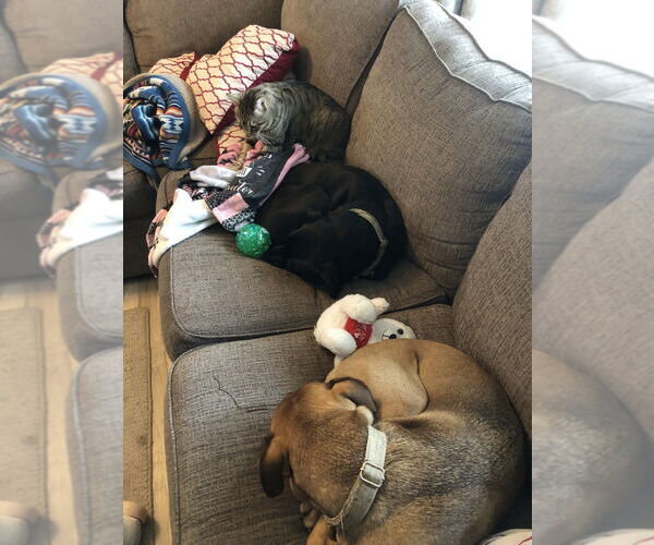 Medium Photo #4 Boxer-Unknown Mix Puppy For Sale in Evansville, IN, USA