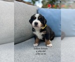Puppy Yellow female Bernese Mountain Dog