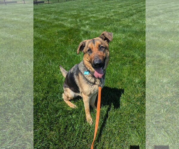 Medium Photo #5 German Shepherd Dog Puppy For Sale in Landenberg, PA, USA