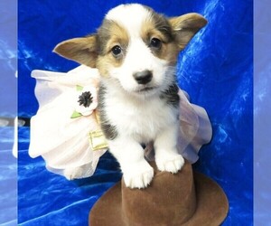Pembroke Welsh Corgi Puppy for sale in NORWOOD, MO, USA