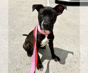 Gamora and Nebula - Female Labrador Retriever-Unknown Mix Dog for Adoption - Photo #6