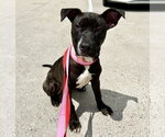 Small #5 Labrador Retriever Mix