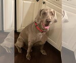 Boomer - Female Weimaraner Dog for Adoption - Small photo