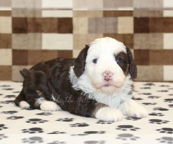Medium Photo #3 Bernedoodle (Miniature) Puppy For Sale in DENVER, PA, USA