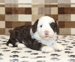 Small #2 Bernedoodle (Miniature)