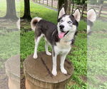 Small Siberian Husky
