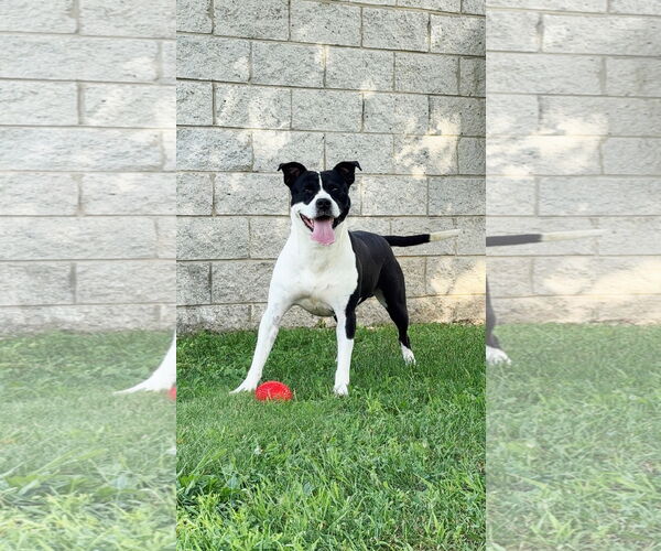 Medium Photo #2 American Staffordshire Terrier-Unknown Mix Puppy For Sale in Perth Amboy, NJ, USA