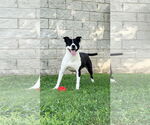 Small #1 American Staffordshire Terrier Mix