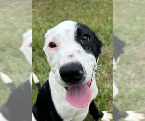 Medium Photo #5 Pointer-Unknown Mix Puppy For Sale in Tarrytown, GA, USA