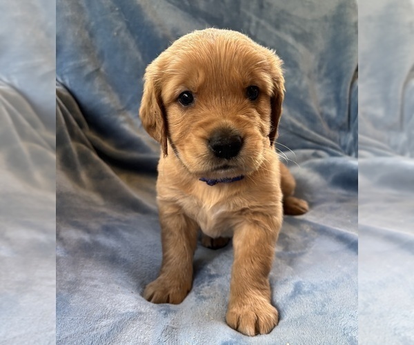 Medium Photo #5 Golden Retriever Puppy For Sale in CHIPPEWA FALLS, WI, USA