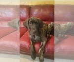 Small Photo #1 Great Dane Puppy For Sale in NEOSHO, MO, USA