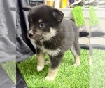Small Photo #31 Pomsky-Shiba Inu Mix Puppy For Sale in NASHUA, NH, USA
