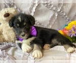 Small Photo #1 Poodle (Standard)-Siberian Husky Mix Puppy For Sale in LANCASTER, PA, USA