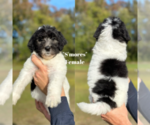 Puppy Smores Labradoodle