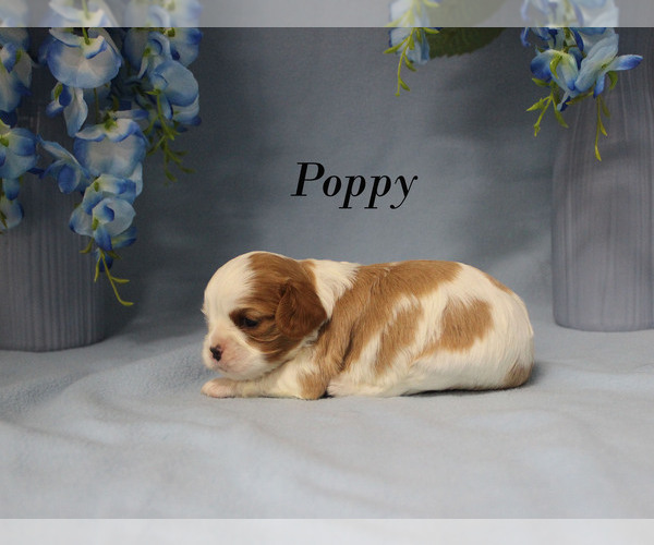 Medium Photo #5 Cavalier King Charles Spaniel Puppy For Sale in CHANUTE, KS, USA