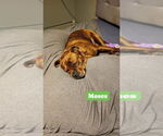 Small #24 American Staffordshire Terrier-Boxer Mix