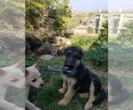 Small Photo #9 German Shepherd Dog Puppy For Sale in WILLIAMSBURG, CO, USA