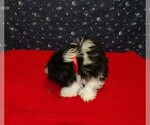 Small Photo #20 Shih Tzu Puppy For Sale in PATERSON, NJ, USA