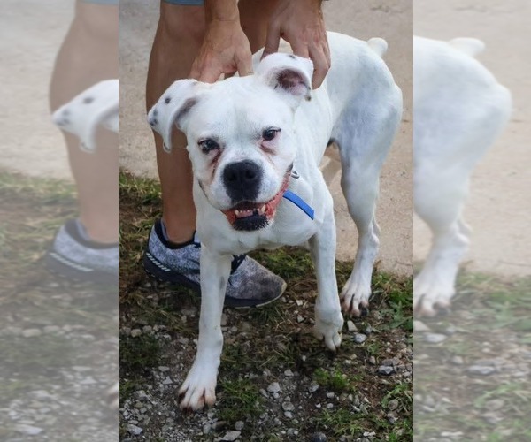 Medium Photo #2 Boxer Puppy For Sale in Woodbury, MN, USA