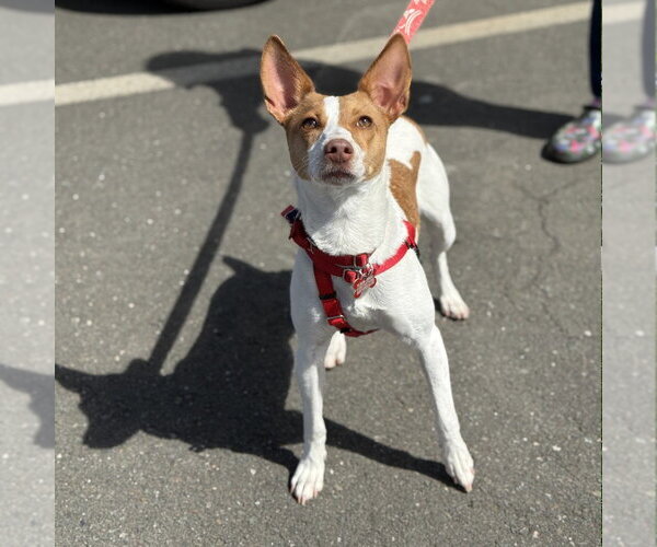 Medium Photo #8 Jack Chi Puppy For Sale in Canton, CT, USA