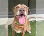 Small Labrador Retriever Mix
