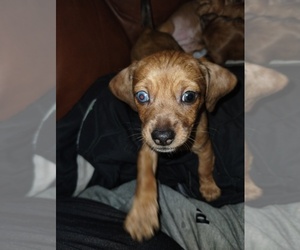 Dachshund-Posavac Hound Mix Puppy for sale in PORTLAND, OR, USA