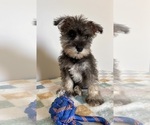 Small #2 Schnauzer (Miniature)