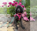 Small #4 Poodle (Miniature)