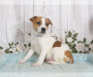 Jack Russell Terrier Puppy for sale in PENNS CREEK, PA, USA