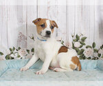 Small Photo #1 Jack Russell Terrier Puppy For Sale in PENNS CREEK, PA, USA
