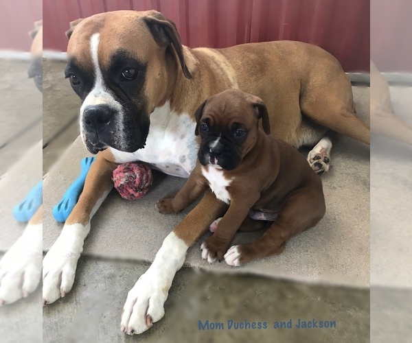 Medium Photo #2 Boxer Puppy For Sale in APPLE CREEK, OH, USA