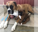 Small #1 Boxer