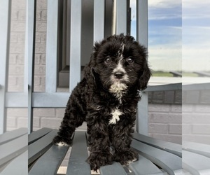 Cavapoo Puppy for sale in FRANKLIN, IN, USA