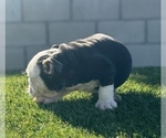 Small #10 English Bulldog