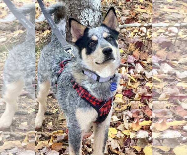 Medium Photo #4 Mutt Puppy For Sale in Garden City, NY, USA