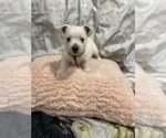 Small #17 West Highland White Terrier