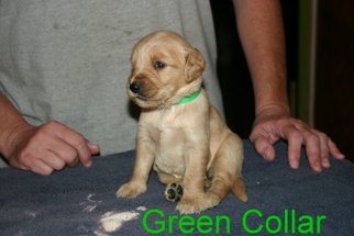 Golden Retriever Puppy for sale in DAVENPORT, FL, USA