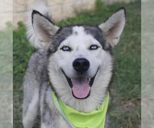Huskies -Unknown Mix Dogs for adoption in San Antonio, TX, USA