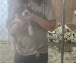 Small Photo #19 Border Collie Puppy For Sale in LEBANON, MO, USA