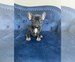 Small #35 French Bulldog