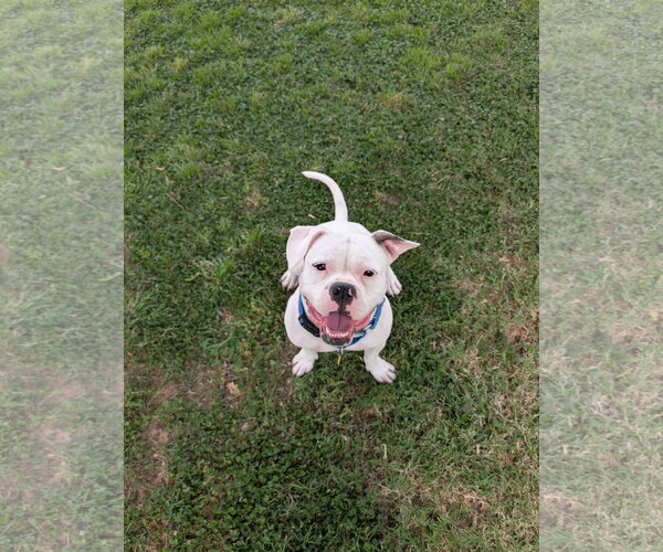 Medium Photo #3 Bulldog-Unknown Mix Puppy For Sale in Chandler, AZ, USA