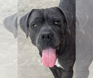 Mutt Dogs for adoption in Lake Forest, CA, USA