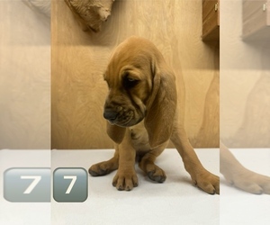 Bloodhound Puppy for sale in ALEXANDRIA, KY, USA