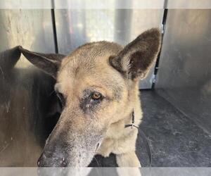 German Shepherd Dog Dogs for adoption in San Antonio, TX, USA