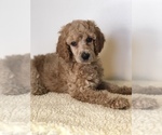 Puppy Hope Poodle (Standard)