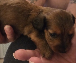 Dachshund Puppy for sale in NORFOLK, VA, USA
