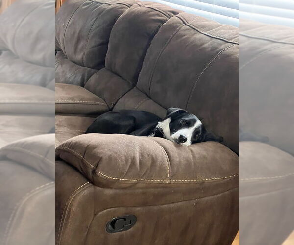 Medium Photo #3 Border Collie-Unknown Mix Puppy For Sale in Highland, IL, USA